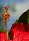 Pistil d'Hibiscus sous le ciel bleu